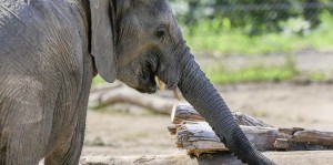 Elefante mata a una niña en Marruecos