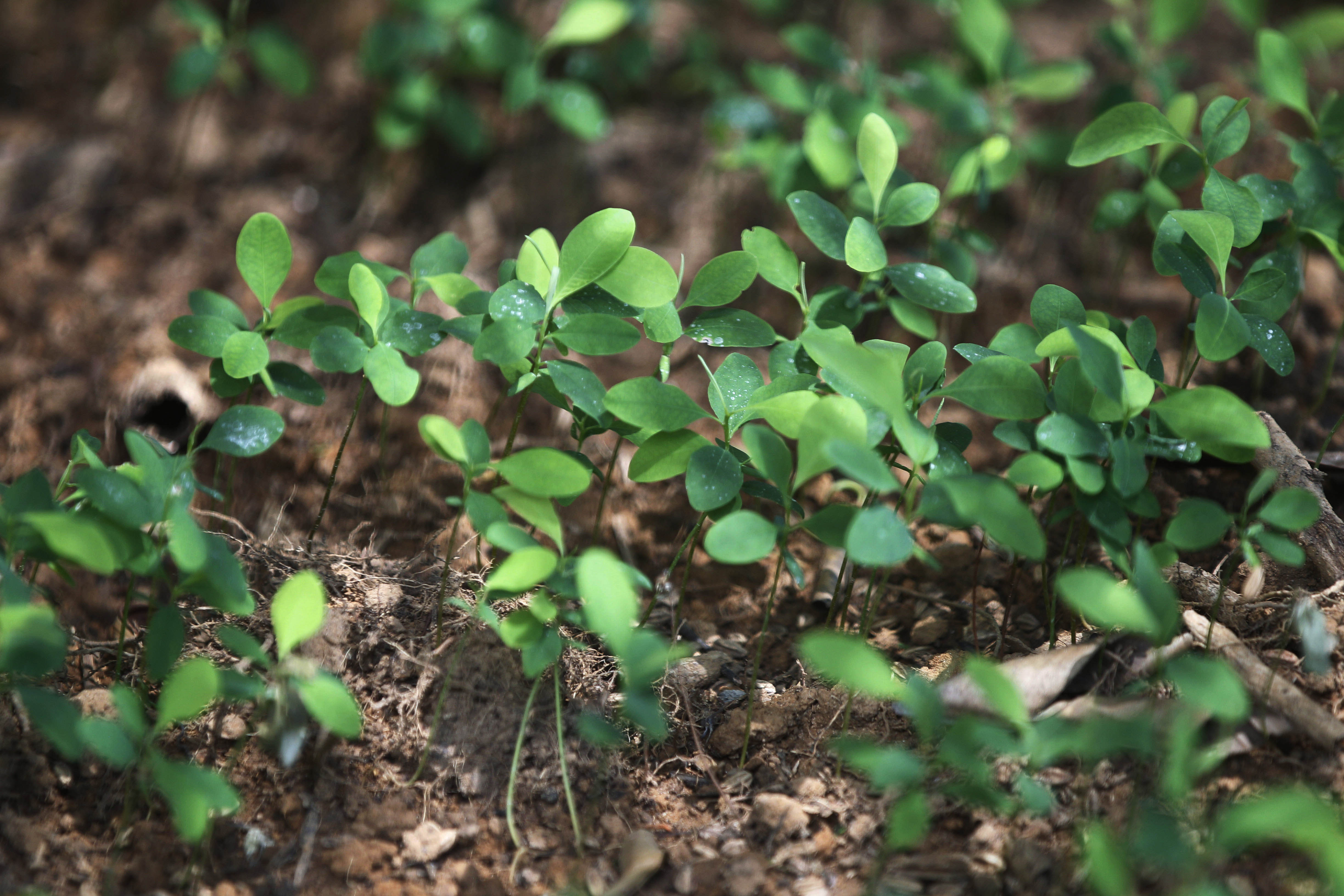 Colombia reporta aumento de cultivos de hoja de coca