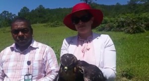 Autoridades de medioambiente liberan guaraguaos en Constanza