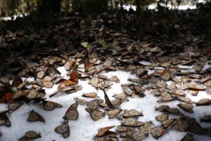 Mariposas Monarca