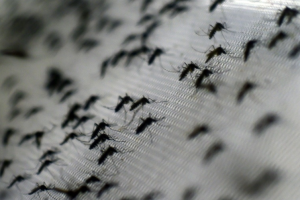 Estado de emergencia en Puerto Rico por casi 10.700 casos de zika