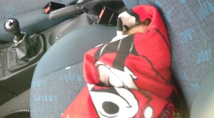 Policía rompe cristal de un auto para rescatar una muñeca