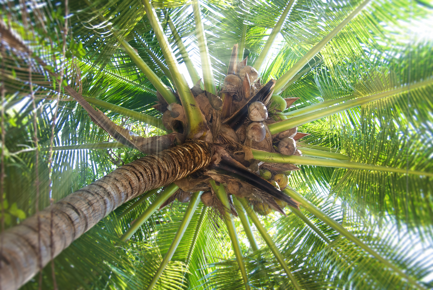 Yamasá: Hombre muere al caerle encima una palmera que cortaba