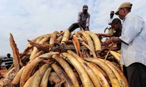 África, dividida por el comercio de marfil 