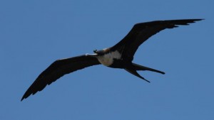 Muchas aves vuelan cientos de kilómetros sin tocar tierra. La gran pregunta es si lo logran sin dormir o si duermen en pleno vuelo.
El interrogante generó especulaciones durante décadas y finalmente fue respondido por un científico alemán y sus colegas en una investigación realizada en las islas Galápagos.
Niels Rattenborg, del Instituto Max Planck de Ornitología en Bavaria, Alemania, lideró el equipo que demostró por primera vez que las aves sí duermen cuando vuelan, y que lo hacen por períodos muy breves.
¿Tienen las aves cantoras y los ratones la clave para entender el tartamudeo?
A dónde van a morir las aves y otros enigmas alados
A veces duermen con un hemisferio cerebral despierto y otras veces con ambos dormidos, consiguiendo a pesar de ello mantener control aerodinámico.
Sebastián Cruz, biólogo especializado en aves marinas, es coautor del estudio. El científico ecuatoriano fue determinante para elegir la especie en que se colocaron dispositivos electrónicos para registrar ondas cerebrales, las fragatas de las Galápagos.
La investigación no sólo revela mecanismos sorprendentes de adaptación en estas aves. También podría ayudar a entender el impacto de la falta de sueño en los seres humanos.
¿Por qué fragatas?
Las fragatas (fragata minor) 