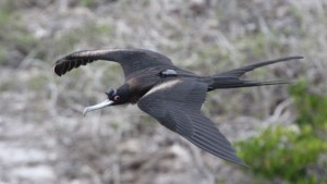 _91303426_fragata1