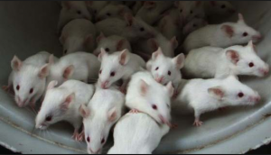Estudio con ratones permite descubrir mecanismo para evitar que la enfermedad de Crohn derive en fibrosis