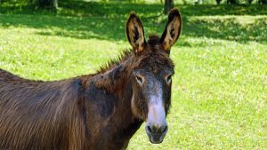 Insólito: Un ladrón en México roba un burro y solicita rescate