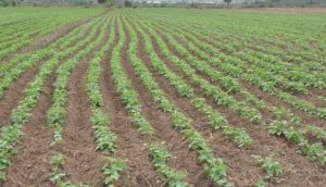 Agricultores de San Juan denuncian corre peligro temporada de siembra de habichuelas 
