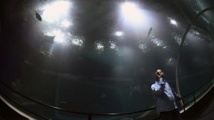 Río de Janeiro abrirá el acuario más grande de Sudamérica