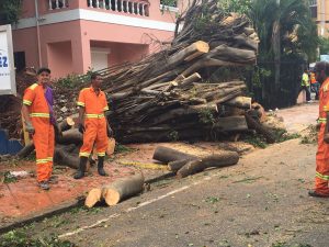 Matthew provoca caída de árboles y desplome de tendidos eléctricos en GSD