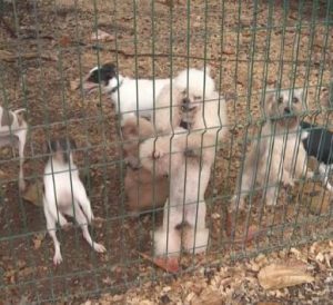 Organizaciones protectoras de animales se enfrentan a Circo Hermanos Suárez