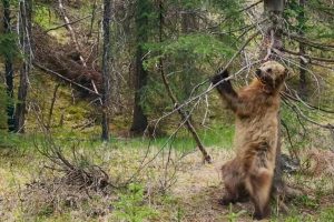 Oso bailando pole dance: La divertida escena en el nuevo episodio de Planet Earth