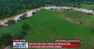 Más de cinco mil tareas de producción de lechosa han sufrido daños por las lluvias