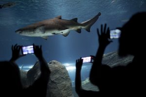 Abrirán en Río el llamado acuario más grande de Sudamérica 