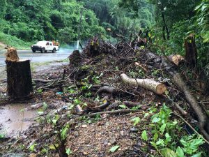 Denuncian tala de árboles en Santa Bárbara de Samaná