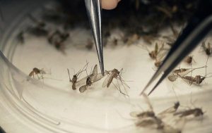 Gobernador de Florida declaró libre de zika el último foco de Miami Beach