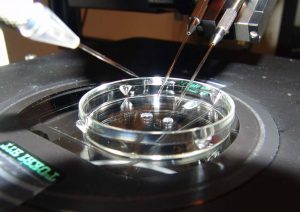 El Gobierno británico autoriza la fecundación de bebés de tres progenitores