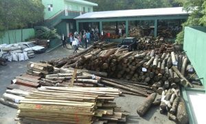 Medio Ambiente subasta productos forestales en diferentes provincias del país 