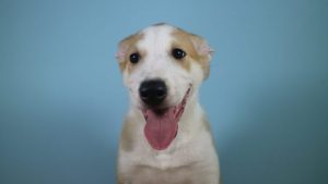 Presentan en Argentina a Anthony, el primer perro clonado de Latinoamérica