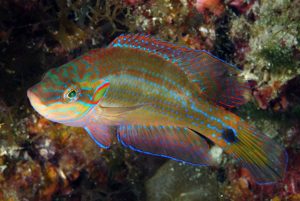 Según estudio olor del agua modifica comportamiento de los peces