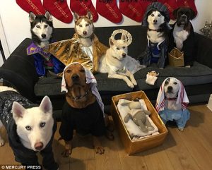 Divertido pesebre protagonizado por ocho perros
