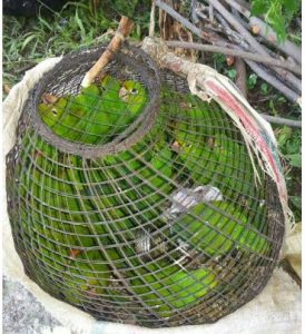 Prisión preventiva contra haitiano capturó pericos en Sierra de Bahoruco