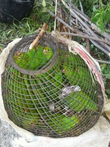 Medio Ambiente detiene hombre con 37 ejemplares de aves protegidas 