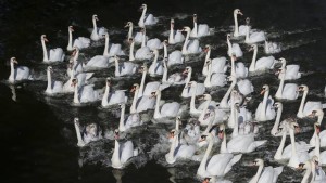 Zoológico ruso sacrifica a todas sus aves por gripe aviar