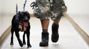 Arrestan a un hombre en Florida acusado de haber violado más de 100 veces a su perra pitbull