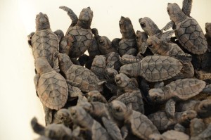 Liberan crías de tortugas de carey