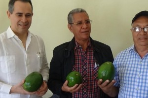 Cosecha de aguacate producida en el país será comprada por comerciantes y empresarios del Reino Unido 

