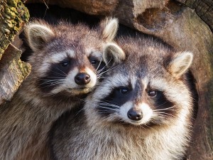 Medio Ambiente ordena incautar mapaches por ser amenaza para flora y fauna