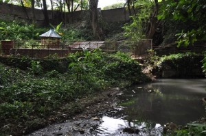 León del zoológico de Moca muere antes de ser trasladado