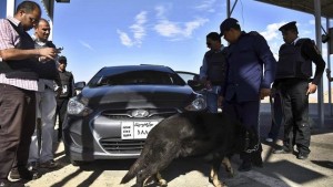 Mueren al menos 14 terroristas en operación del Ejército egipcio en el Sinaí