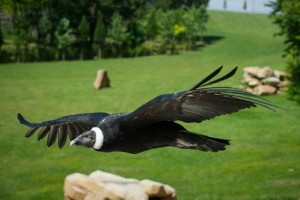 Ave Condor