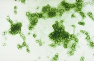 Científicos identifican bacteria para esterilizar insectos y controlar transmisión de virus