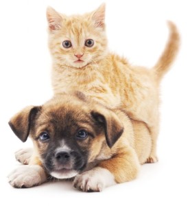 PETA ofrece consejos para salvaguardar la vida de los animales durante el paso del huracán Irma