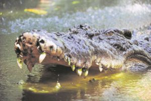 México: Capturan a cocodrilo que mató a un hombre 