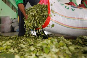 Crece la producción de coca y el consumo de cocaína en Sudamérica