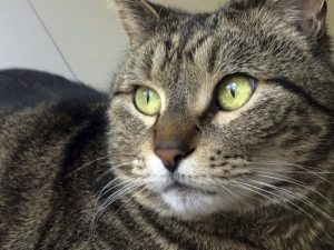 Gata andariega sale de California y aparece en Canadá