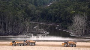 Celebra el Día Internacional de los Bosques fuentes de energía