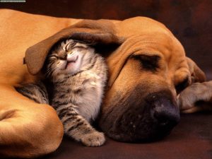 ¿Por qué es bueno adoptar perros y gatos adultos?