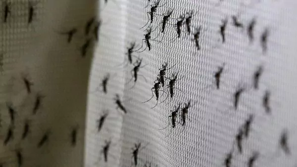 ¿Por qué? Los mosquitos pican más a algunas personas aquí te decimos 7 rezones.
