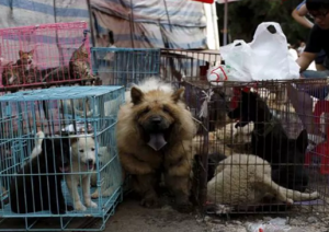 Taiwán prohíbe la venta de perros y gatos para consumo humano