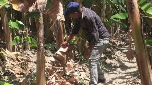 Azua: agricultores en proyecto 2-C denuncian que bacteria merma sus cultivos