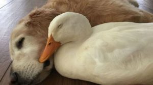 La amistad de un perro y un pato pekinés enternece al mundo