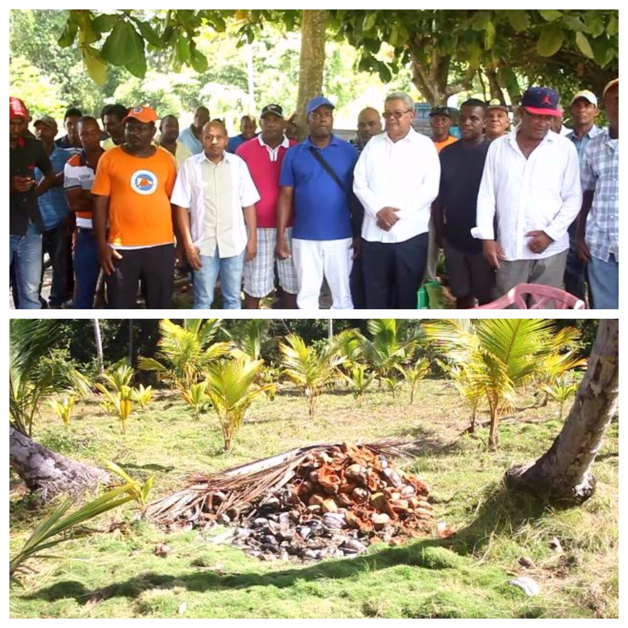 Dueños de fincas dicen tener nuevo “código” contra ladrones de cocos en Samaná