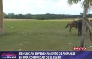 Denuncian envenenamiento de animales en una comunidad de El Seibo