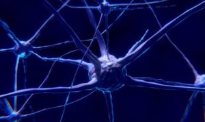 Científicos descubren neuronas que regulan el envejecimiento